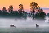 Donkeys In Misty Sunrise_13530-2